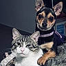 cat, dog, tabby_cat, small_dog, pet, animal, indoor, companion, cute, paw, fur, collar, curious, close_up, resting, looking_at_camera, friendship, cozy, domestic, cute_animals