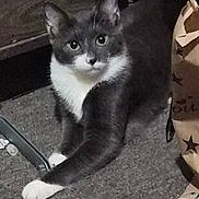 Winter joined the competition — help win amazing prizes! cat, tuxedo_cat, pet, indoor, carpet, paper_bag, curious, white_paws, whiskers, ears, eyes, portrait, furniture, floor, sitting, mammal, animal, gray_fur, paw, closeup