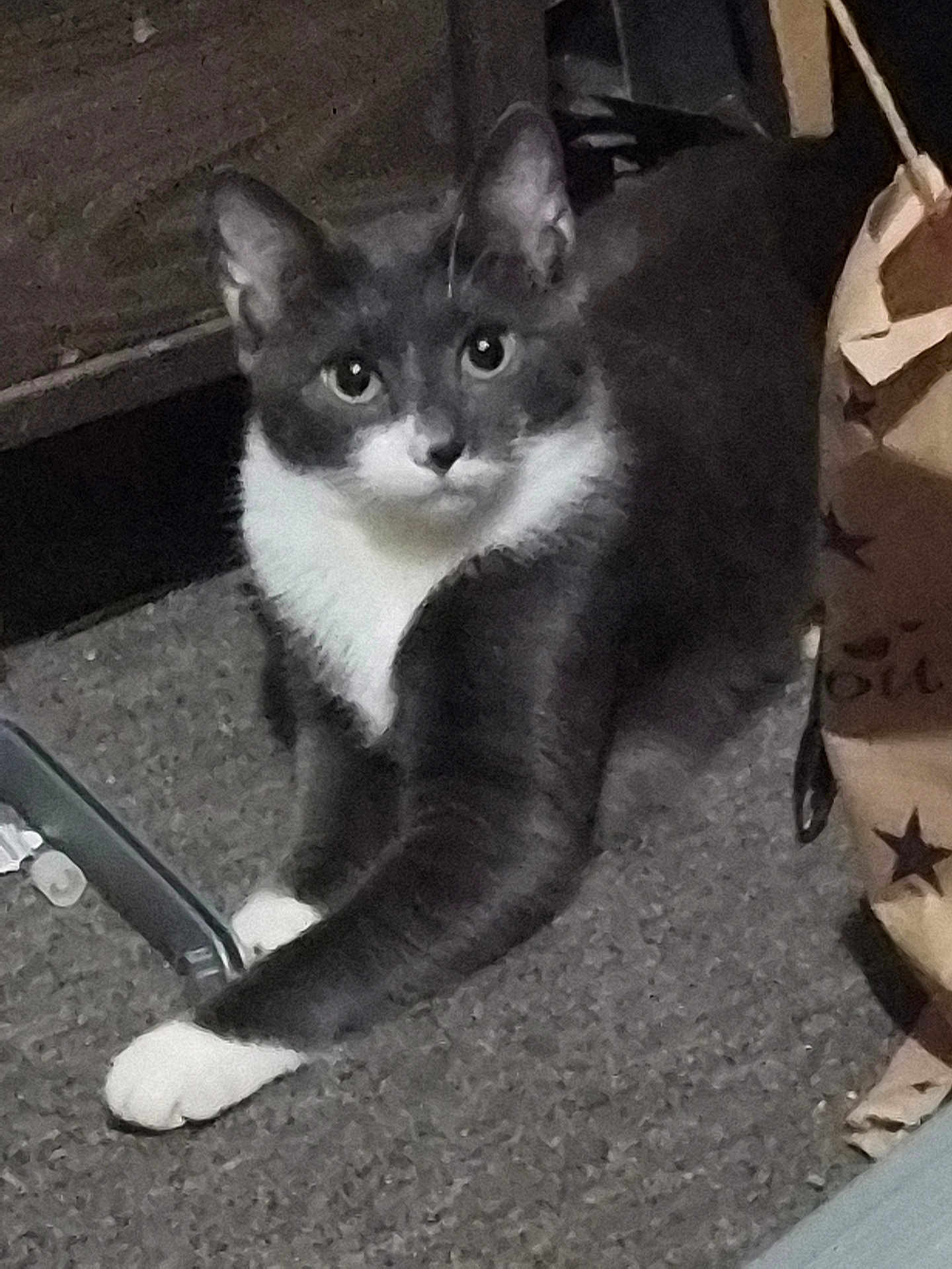 Winter joined the competition — help win amazing prizes! cat, tuxedo_cat, pet, indoor, carpet, paper_bag, curious, white_paws, whiskers, ears, eyes, portrait, furniture, floor, sitting, mammal, animal, gray_fur, paw, closeup