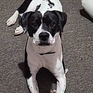 Kiki is registered to the contest to win money with this photo: dog, black_and_white, lying_down, carpet, indoor, pet, canine, collar, looking_up, paw, relaxed, animal, mammal, cute, friendly, domestic_animal, fur, snout, ears, companion