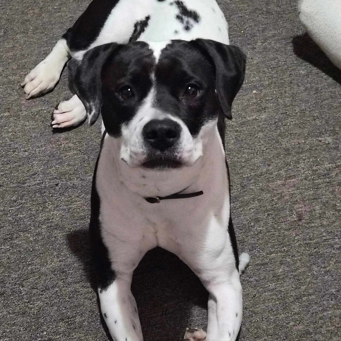 Kiki is registered to the contest to win money with this photo: dog, black_and_white, lying_down, carpet, indoor, pet, canine, collar, looking_up, paw, relaxed, animal, mammal, cute, friendly, domestic_animal, fur, snout, ears, companion