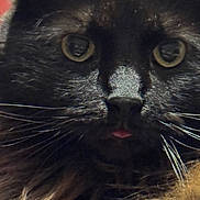 Meleys is registered to the contest to win money with this photo: animal, animal_face, black_cat, cat_face, close_up, closeup, curious, cute, domestic_cat, eyes, feline, fur_texture, indoor, mischievous, nose, pet, portrait, tongue_out, whiskers, yellow_eyes