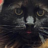 animal, animal_face, black_cat, cat_face, close_up, closeup, curious, cute, domestic_cat, eyes, feline, fur_texture, indoor, mischievous, nose, pet, portrait, tongue_out, whiskers, yellow_eyes