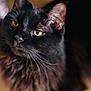 animal, black_cat, blurred_background, cat, close_up, cute, domestic_cat, ears, eyes, face, feline, fur, head, indoor, mammal, pet, portrait, soft_light, whiskers