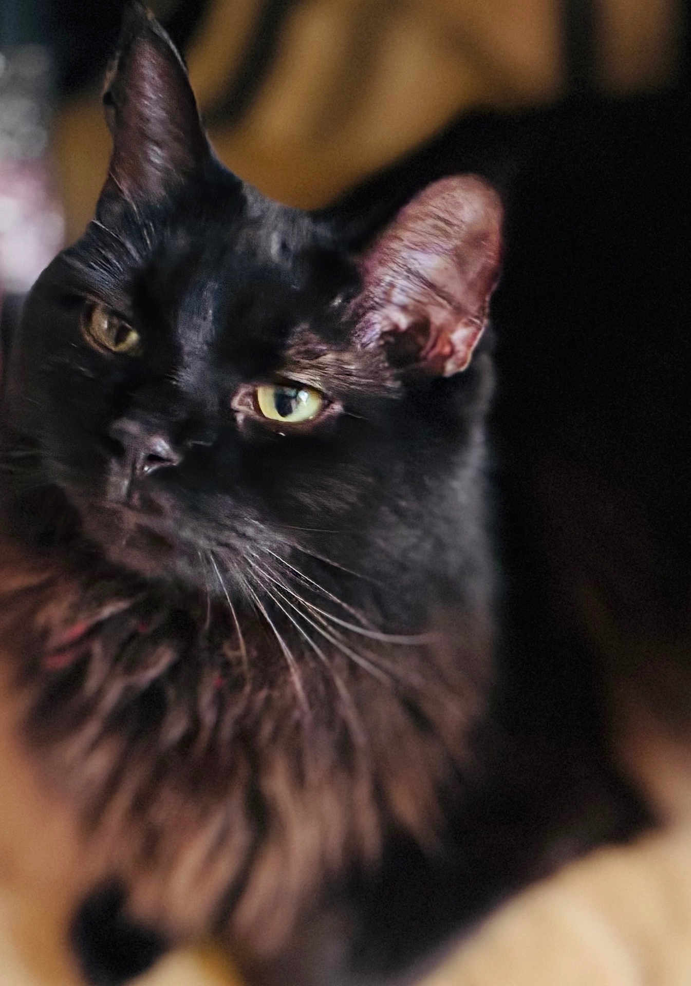 Meleys joined the competition — help win amazing prizes! animal, black_cat, blurred_background, cat, close_up, cute, domestic_cat, ears, eyes, face, feline, fur, head, indoor, mammal, pet, portrait, soft_light, whiskers
