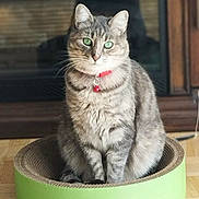 Minouche a rejoint le concours — aidez-le/la à gagner de superbes lots ! cat, tabby, green_eyes, collar, red_collar, pet, indoor, cat_bed, sitting, feline, cozy, fur, whiskers, domestic_cat, cute, animal, portrait, floor, wood_floor, household