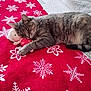 Minouche participe au concours pour gagner de l'argent avec cette photo : cat, tabby, sleeping, blanket, red, snowflake_pattern, toy, doll, bed, cozy, indoor, pet, fur, resting, cute, animal, comfort, holiday, snuggling, soft