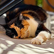 Severine Rodier participe au concours pour gagner de l'argent avec cette photo : animal, calico, calm, cat, closeup, cozy, cute, fur, indoor, napping, paw, peaceful, pet, relaxed, resting, shadow, sleeping, soft, sunlight, whiskers