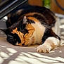 animal, calico, calm, cat, closeup, cozy, cute, fur, indoor, napping, paw, peaceful, pet, relaxed, resting, shadow, sleeping, soft, sunlight, whiskers