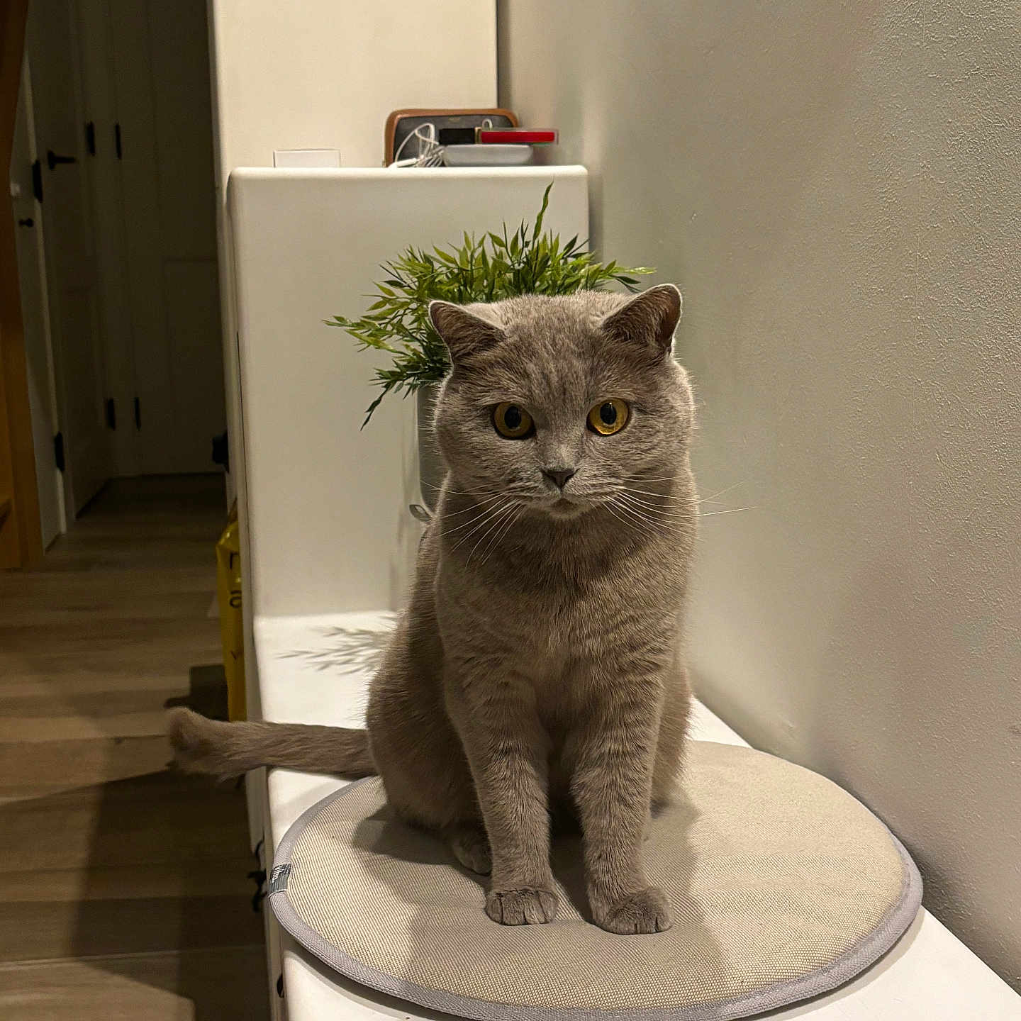 Flo joined the competition — help win amazing prizes! animal, bench, cat, curious, cushion, cute, domestic, fur, furniture, golden_eyes, gray_cat, indoor, leafy, pet, plant, portrait, shadow, sitting, wall, wooden_floor