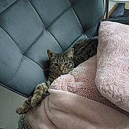 Kalya a rejoint le concours — aidez-le/la à gagner de superbes lots ! cat, tabby_cat, blanket, chair, furniture, cozy, indoor, pet, relaxed, stretching, plush, soft, grey, pink, domestic_animal, whiskers, fur, comfort, resting, animal
