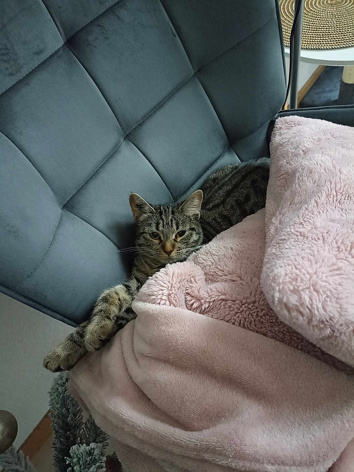 Kalya a rejoint le concours — aidez-le/la à gagner de superbes lots ! cat, tabby_cat, blanket, chair, furniture, cozy, indoor, pet, relaxed, stretching, plush, soft, grey, pink, domestic_animal, whiskers, fur, comfort, resting, animal