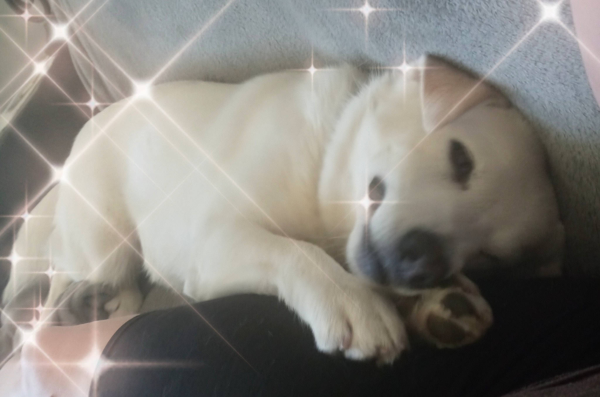 Fiona joined the competition — help win amazing prizes! canidae, carnivore, companion_dog, dog, dog_breed, fawn, fur, mesh, nap, non_sporting_group, paw, pet_supply, snout, sporting_group, terrestrial_animal, whiskers, working_animal