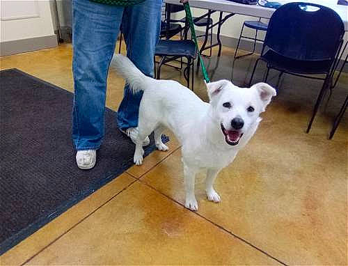 Fiona joined the competition — help win amazing prizes! carnivore, chair, collar, companion_dog, denim, dog, dog_breed, fawn, floor, flooring, fur, hardwood, jeans, laminate_flooring, snout, sporting_group, tail, wood, wood_flooring, working_animal