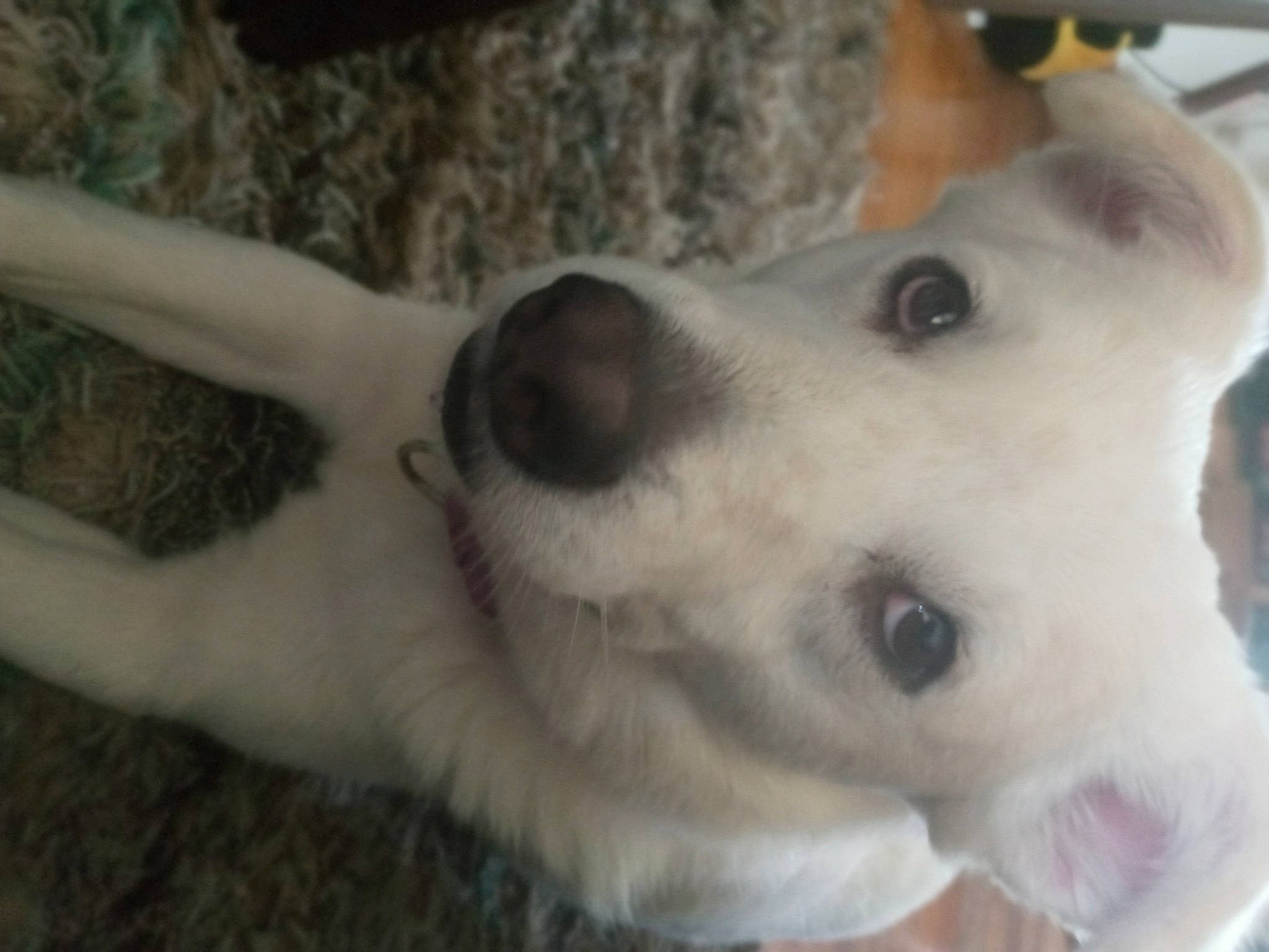 Fiona joined the competition — help win amazing prizes! canidae, carnivore, companion_dog, dog, dog_breed, dog_collar, ear, fawn, fur, jaw, non_sporting_group, snout, sporting_group, terrestrial_animal, whiskers, white_shepherd, working_animal