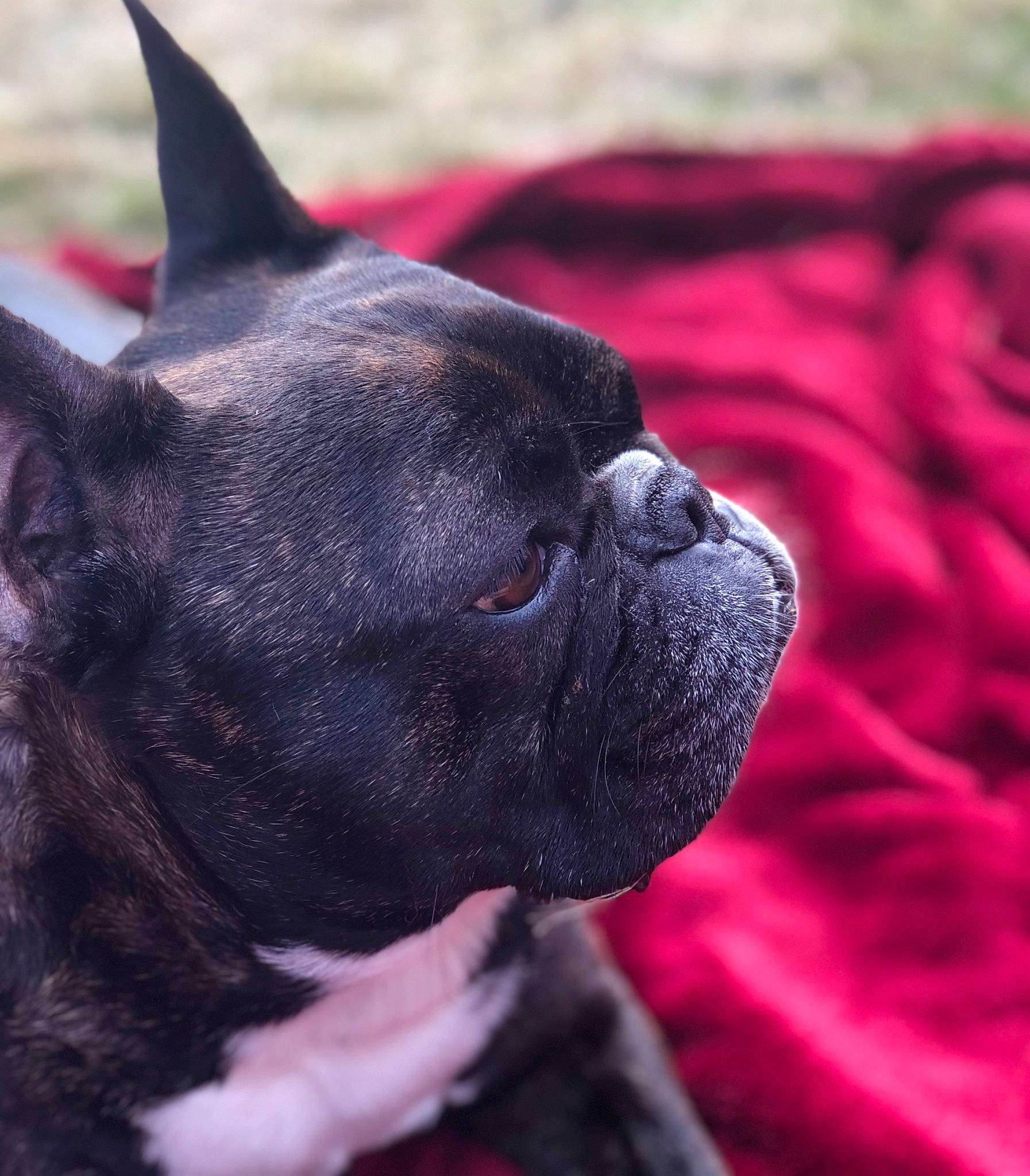 Hank is registered to the contest to win money with this photo: canidae, carnivore, companion_dog, dog, dog_breed, fawn, french_bulldog, mammal, molosser, non_sporting_group, snout, toy_bulldog, vertebrate, whiskers