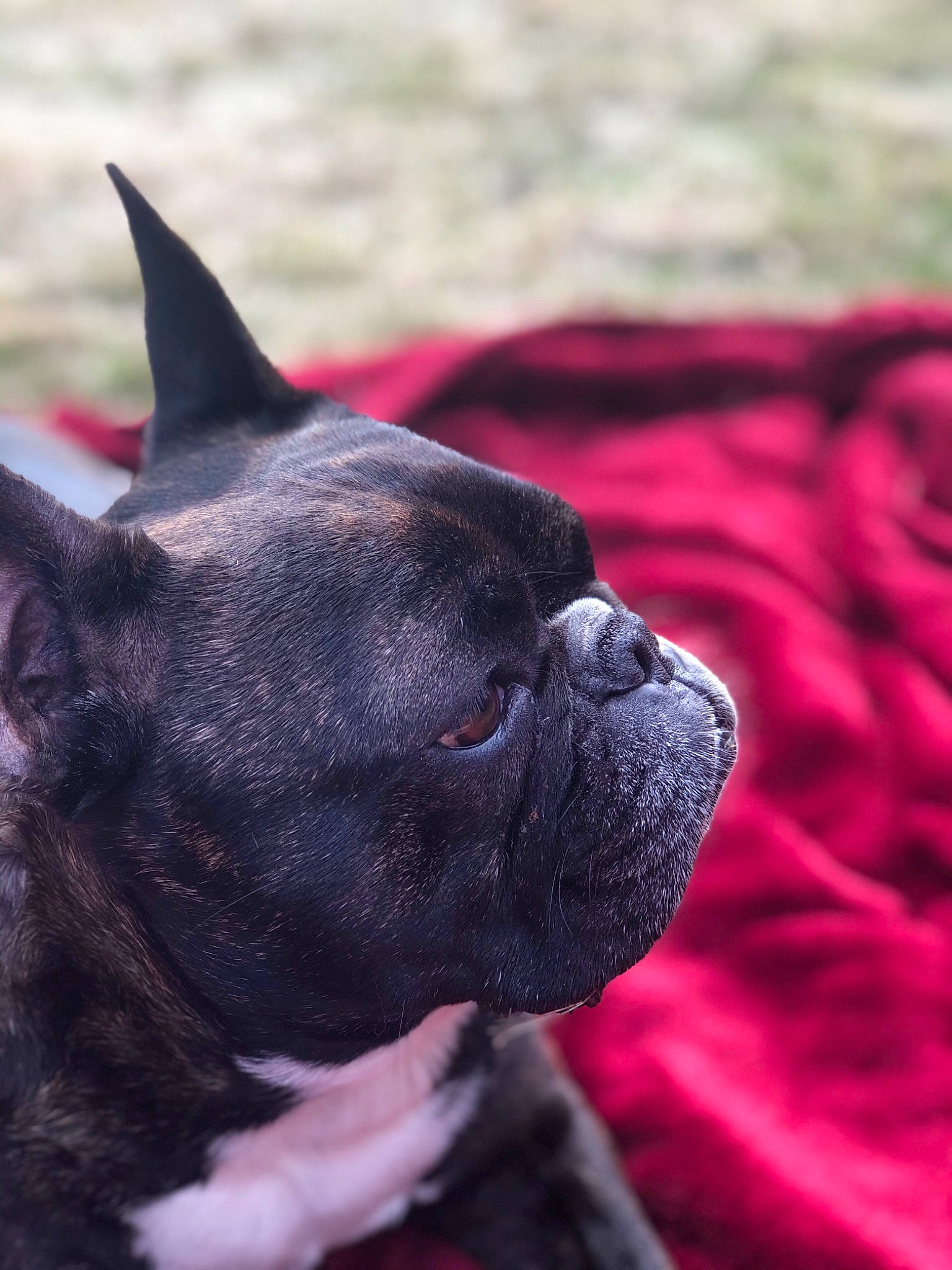 Hank joined the competition — help win amazing prizes! canidae, carnivore, companion_dog, dog, dog_breed, fawn, french_bulldog, mammal, non_sporting_group, puppy, snout, toy_bulldog, vertebrate, whiskers