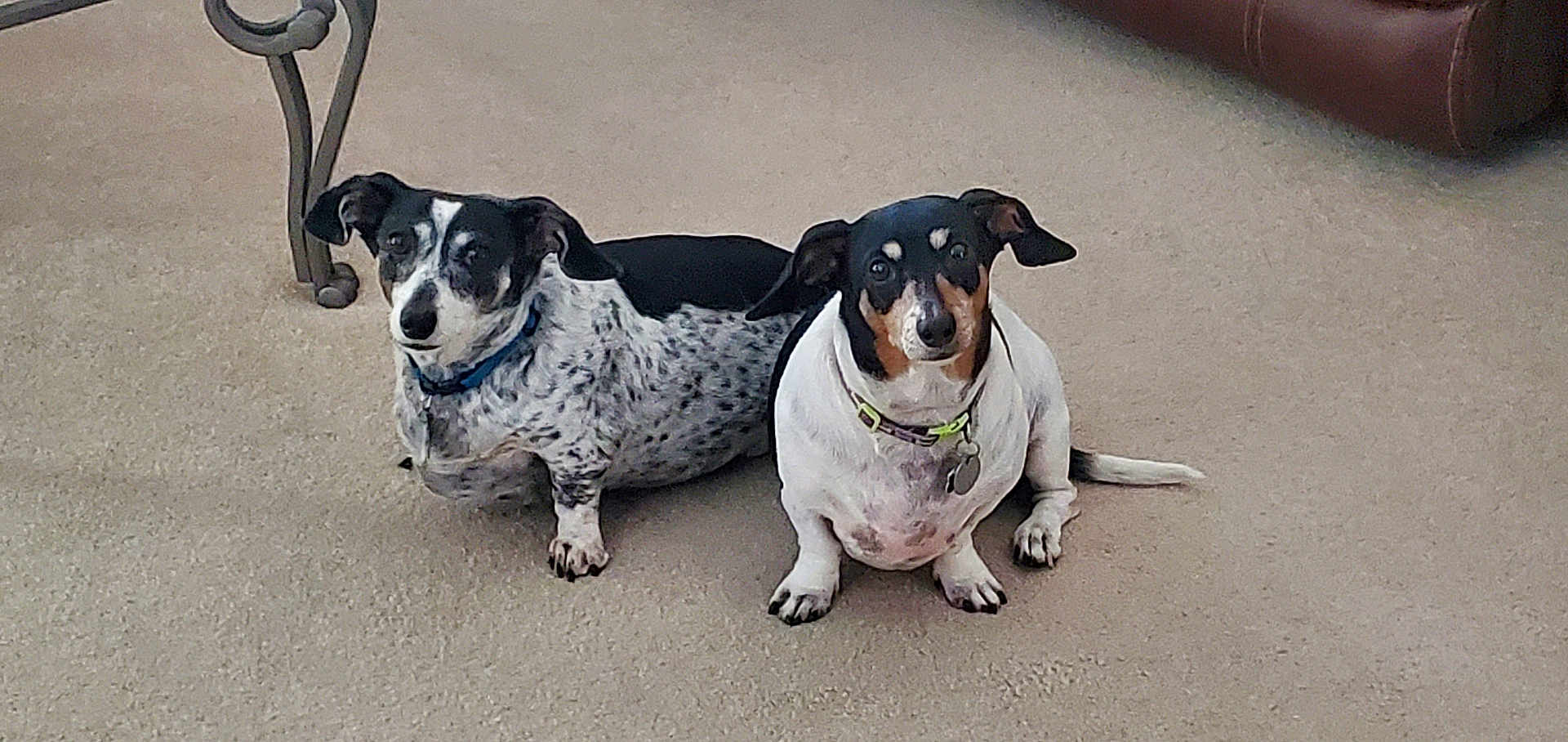 Mollie And Bailey
