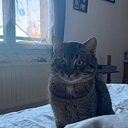 Moon a rejoint le concours — aidez-le/la à gagner de superbes lots ! animal, bed, blanket, cat, cozy, curtain, domestic_animal, eyes, face, fur, furniture, home, indoor, pet, quiet, resting, soft_light, tabby_cat, whiskers, window