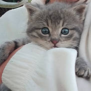 Adèle a rejoint le concours — aidez-le/la à gagner de superbes lots ! kitten, cat, gray_fur, blue_eyes, cute, pet, animal, furry, whiskers, paws, cuddle, white_sweater, soft, close_up, indoor, person, holding, adorable, young, mammal