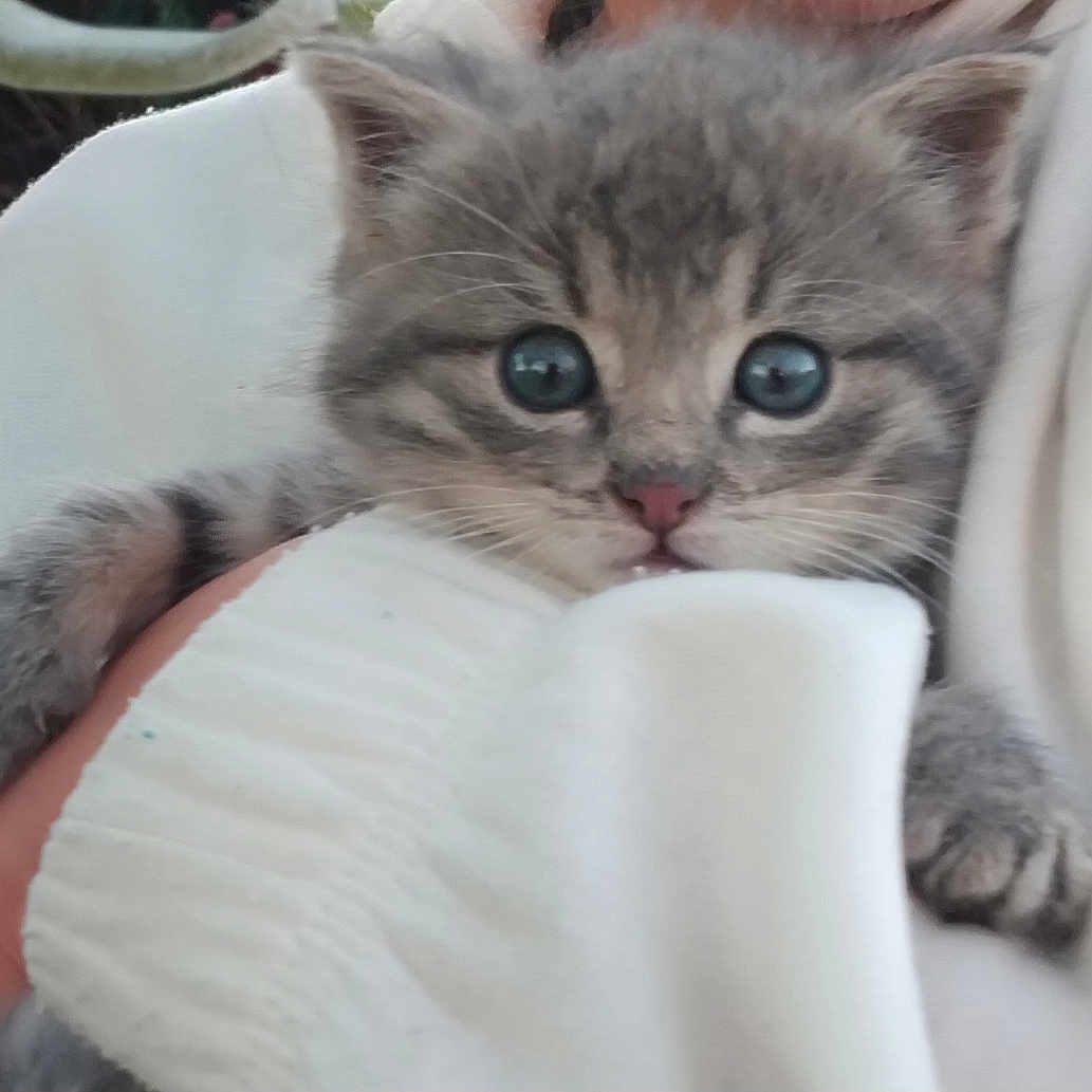 Adèle a rejoint le concours — aidez-le/la à gagner de superbes lots ! adorable, animal, blue_eyes, cat, close_up, cuddle, cute, furry, gray_fur, holding, indoor, kitten, mammal, paws, person, pet, soft, whiskers, white_sweater, young