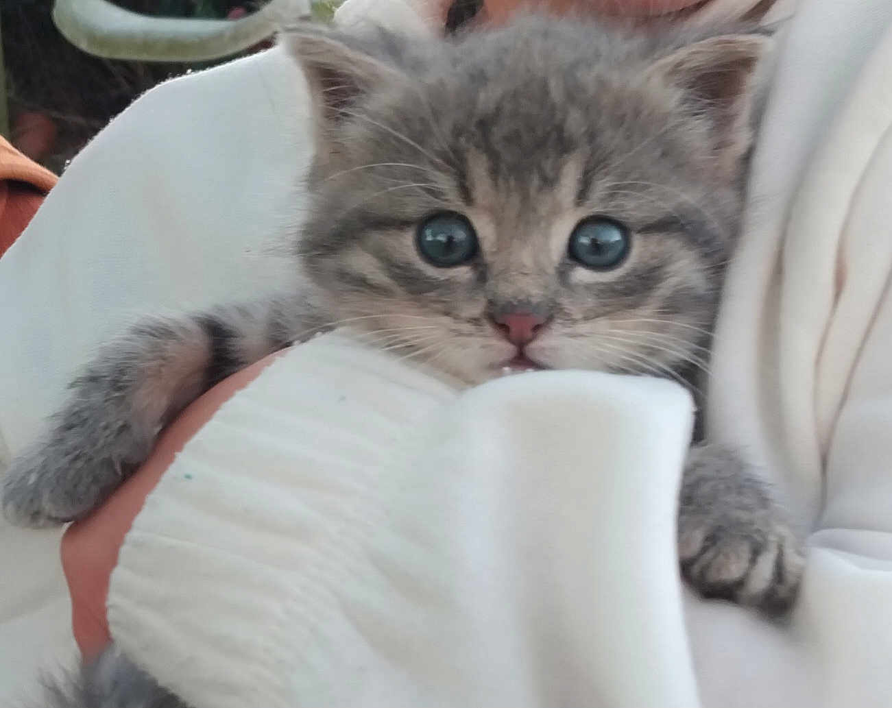 Adèle a rejoint le concours — aidez-le/la à gagner de superbes lots ! kitten, cat, gray_fur, blue_eyes, cute, pet, animal, furry, whiskers, paws, cuddle, white_sweater, soft, close_up, indoor, person, holding, adorable, young, mammal