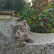 Adèle a rejoint le concours — aidez-le/la à gagner de superbes lots ! animal, cat, closeup, curious, cute, fur, gray_tabby, greenery, kitten, nature, outdoor, pet, plants, portrait, relaxed, small, soft_light, stone, whiskers, young_animal