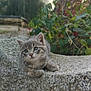 animal, cat, closeup, curious, cute, fur, gray_tabby, greenery, kitten, nature, outdoor, pet, plants, portrait, relaxed, small, soft_light, stone, whiskers, young_animal