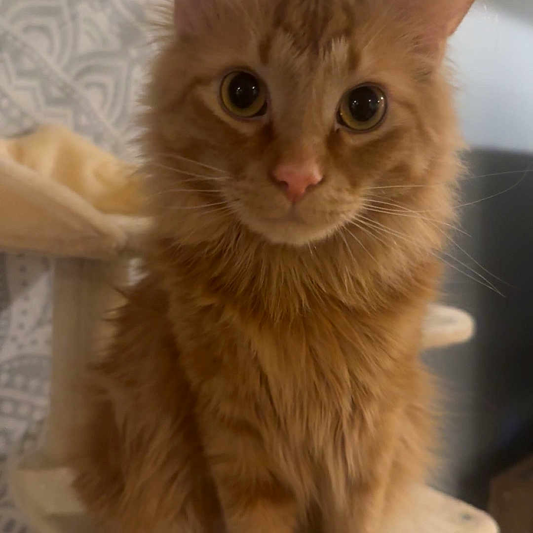Simba joined the competition — help win amazing prizes! cat, orange_tabby, fluffy_fur, cat_tree, indoor, pet, animal, feline, curious, sitting, wide_eyes, whiskers, ears, paws, home_interior, beige, patterned_wall, soft_lighting, portrait, cute