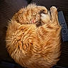 Simba joined the competition — help win amazing prizes! cat, orange_cat, sleeping, fluffy, curling, couch, remote_control, pet, animal, feline, cozy, resting, indoor, fur, whiskers, cute, relaxed, home, nap, domestic_cat