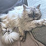 Myrtille participe au concours pour gagner de l'argent avec cette photo : cat, fluffy, light_colored, feline, pet, relaxed, indoor, blanket, couch, fur, paw, tail, resting, cozy, home, animal, cute, sleepy, whiskers, soft