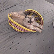 Myrtille a rejoint le concours — aidez-le/la à gagner de superbes lots ! cat, fluffy, pet, bed, striped, yellow, pink, gray, polka_dot, blanket, stretching, indoor, feline, cute, animal, resting, cozy, fur, paws, relaxed