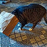 animal, bag, carpet, cat, curious, domestic_animal, floor, funny, home, indoor, paper_bag, pet, photograph, playful, rug, standing, striped_fur, tabby_cat, tail, white_paws