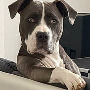 Locky participe au concours pour gagner de l'argent avec cette photo : dog, pitbull, pet, animal, lounge, couch, indoor, portrait, brown, white, ears, paw, face, canine, looking, resting, furniture, house, companion, domestic