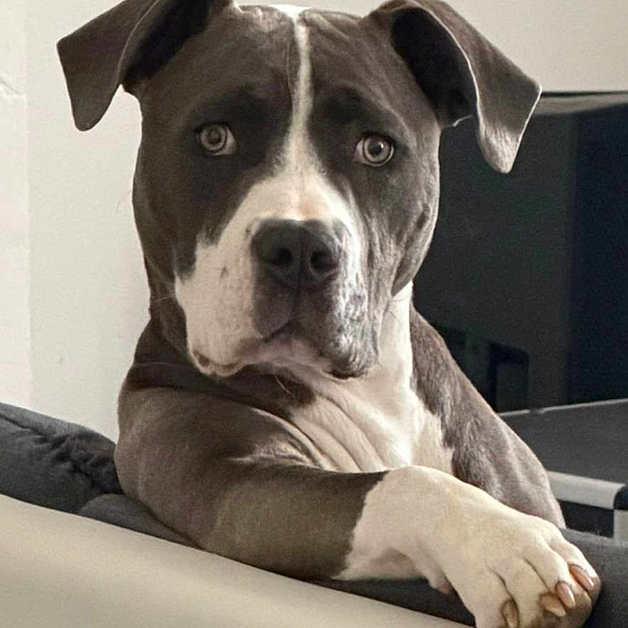 Locky participe au concours pour gagner de l'argent avec cette photo : dog, pitbull, pet, animal, lounge, couch, indoor, portrait, brown, white, ears, paw, face, canine, looking, resting, furniture, house, companion, domestic