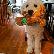 Stitch is registered to the contest to win money with this photo: dog, white_dog, plush_toy, gingerbread_man, indoor, living_room, wooden_floor, furniture, curtains, window, carpet, decor, pet, cute, animal, toy, collar, floor, home, canine