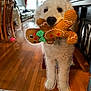 dog, white_dog, plush_toy, gingerbread_man, indoor, living_room, wooden_floor, furniture, curtains, window, carpet, decor, pet, cute, animal, toy, collar, floor, home, canine