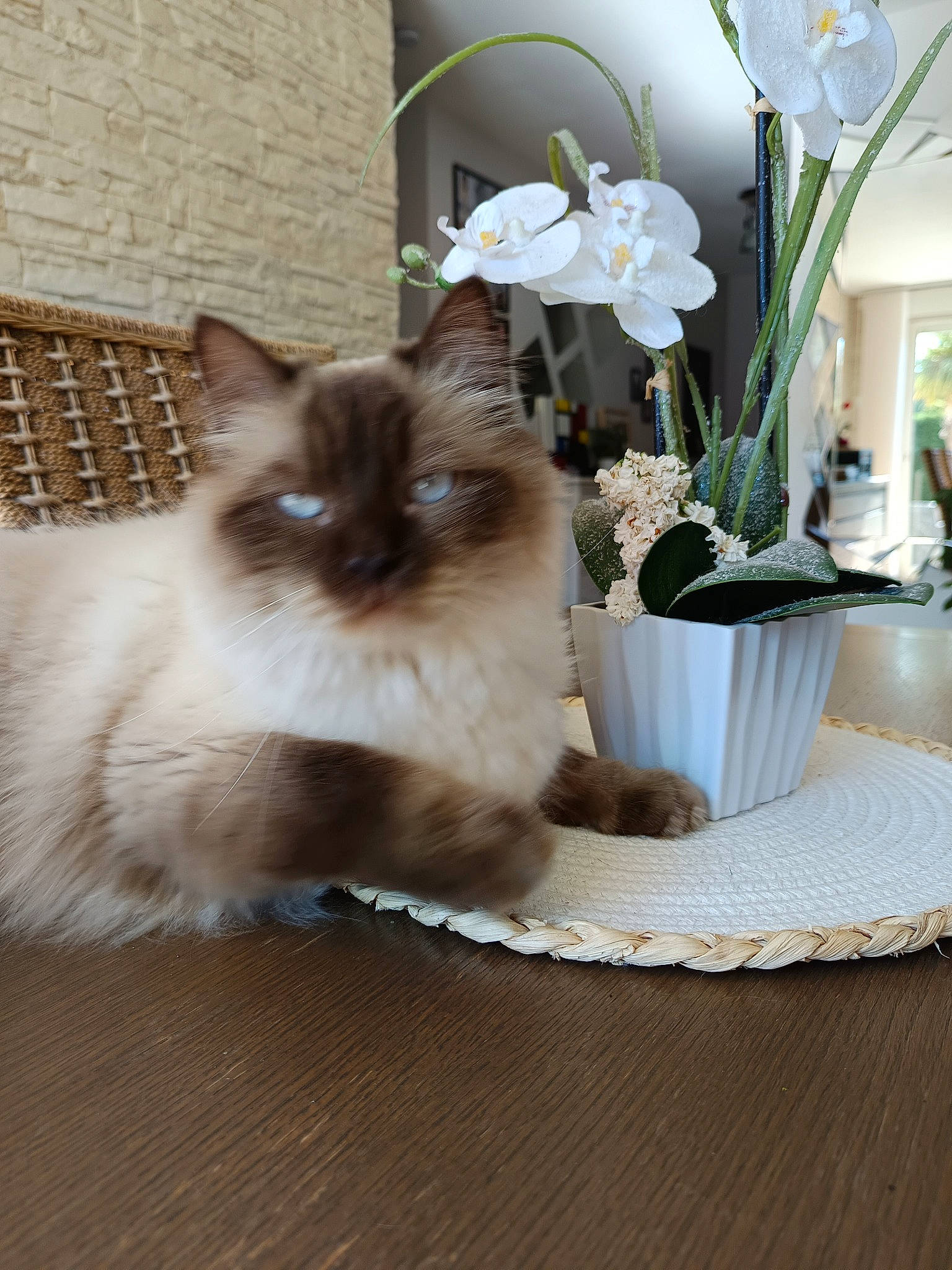 Mozart participe au concours pour gagner de l'argent avec cette photo : birman, carnivore, cat, fawn, felidae, flooring, flower, flower_arranging, flowerpot, fur, hardwood, herbaceous_plant, houseplant, petal, plant, siamese, small_to_medium_sized_cats, vase, whiskers, wood