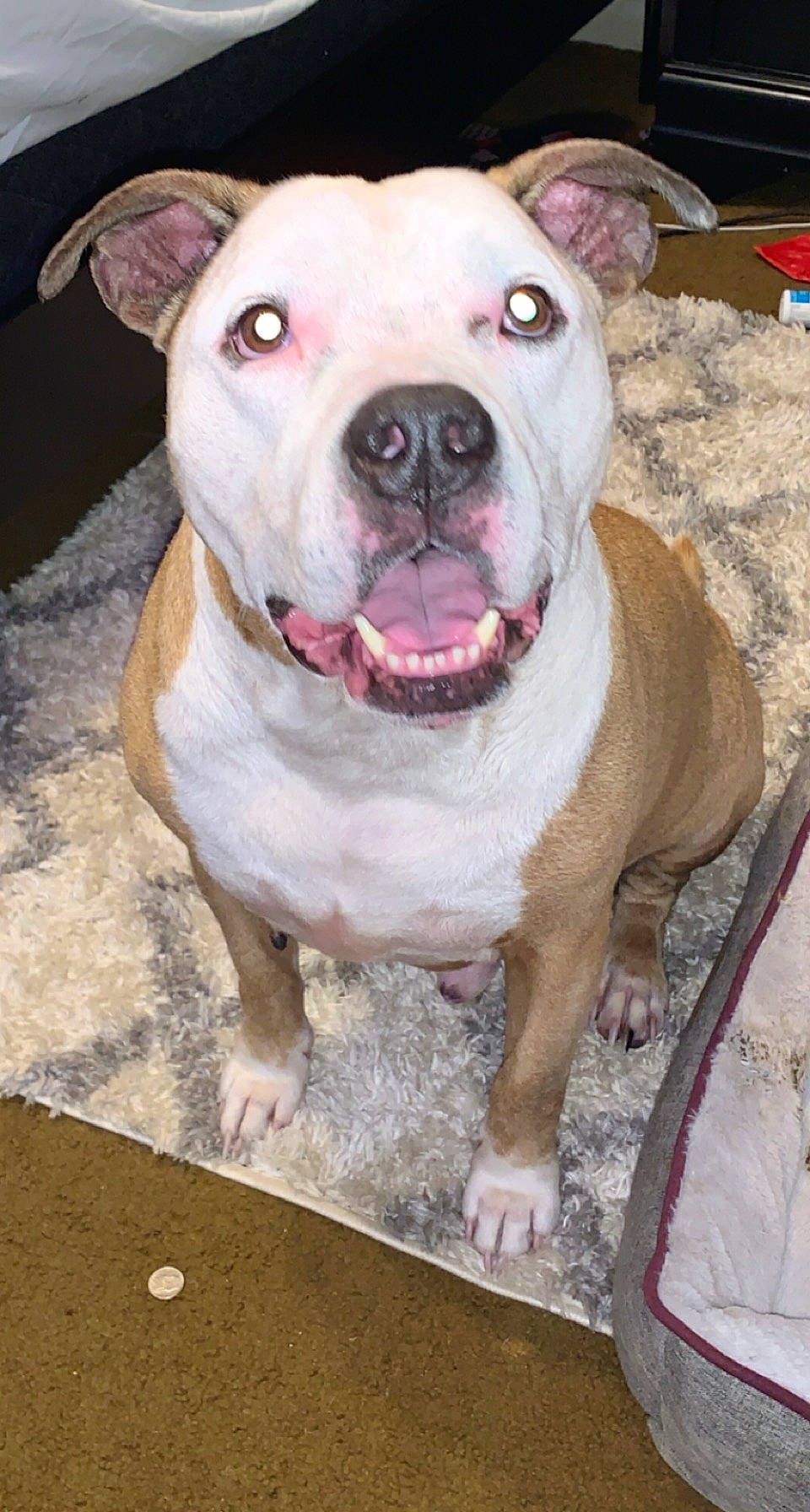 Chance is registered to the contest to win money with this photo: ancient_dog_breeds, canidae, carnivore, companion_dog, dog, dog_breed, fawn, fur, head, jaw, molosser, non_sporting_group, pink, snout, sporting_group, terrestrial_animal, whiskers, working_animal, working_dog, wrinkle