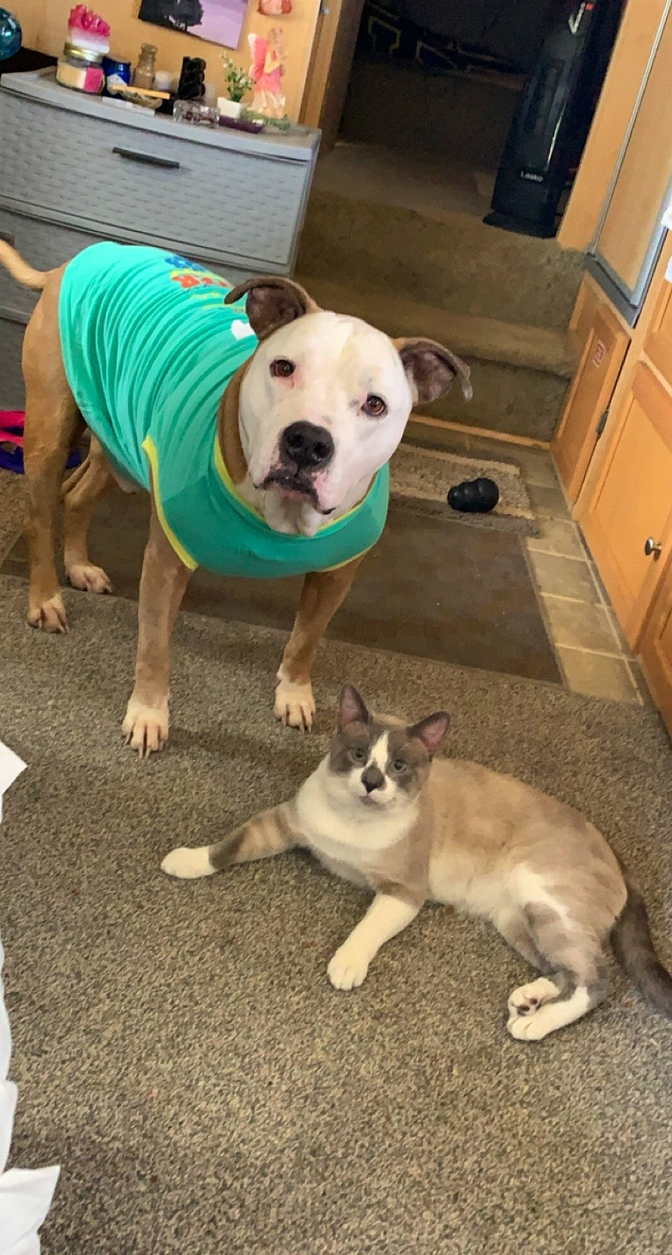 Chance joined the competition — help win amazing prizes! cabinetry, carnivore, cat, companion_dog, cupboard, dog, dog_breed, dog_clothes, dog_supply, drawer, fawn, floor, flooring, hardwood, mammal, snout, tail, vertebrate, whiskers, working_animal