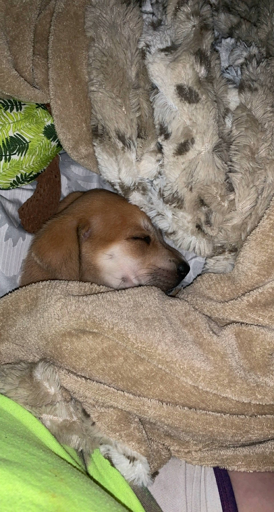 Lilah is registered to the contest to win money with this photo: adventure, bedrock, carnivore, companion_dog, dog, dog_breed, fawn, forest, golden_retriever, grass, nap, plant, rock, terrestrial_animal, tree, trunk, whiskers, wildlife, wood