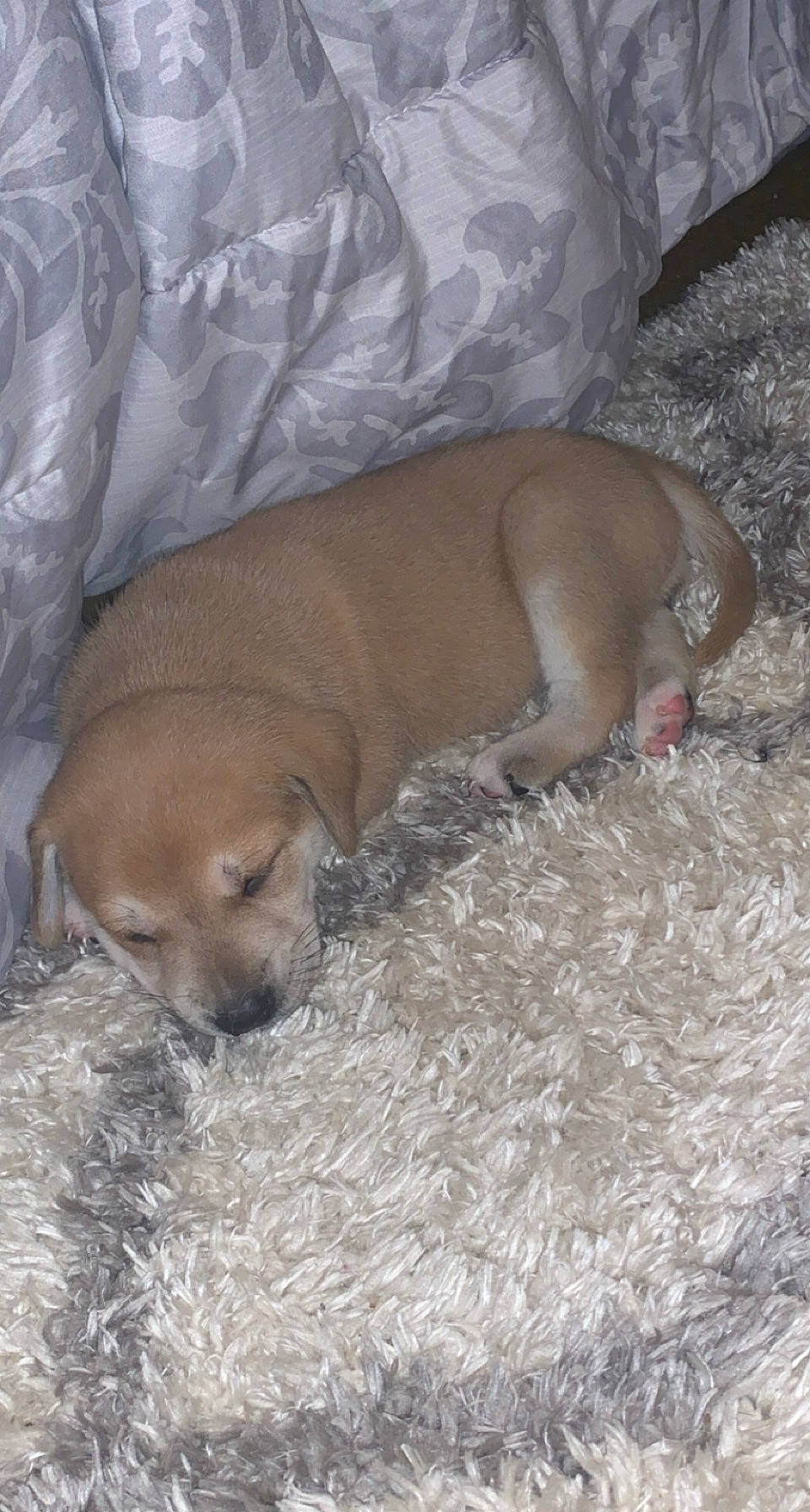 Lilah joined the competition — help win amazing prizes! canidae, carnivore, comfort, companion_dog, dog, dog_breed, dog_supply, fawn, hardwood, liver, pet_supply, snout