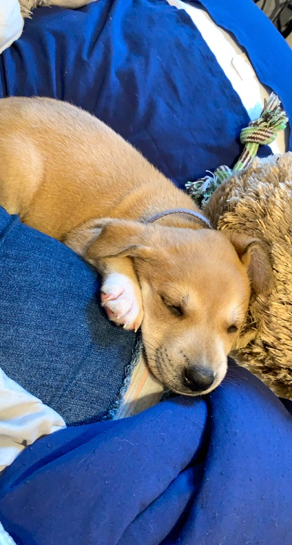 Lilah joined the competition — help win amazing prizes! blue, canidae, carnivore, comfort, companion_dog, dog, dog_breed, fawn, fur, guard_dog, labrador_retriever, paw, puppy_love, retriever, snout, sporting_group, street_dog, tail, whiskers, working_animal