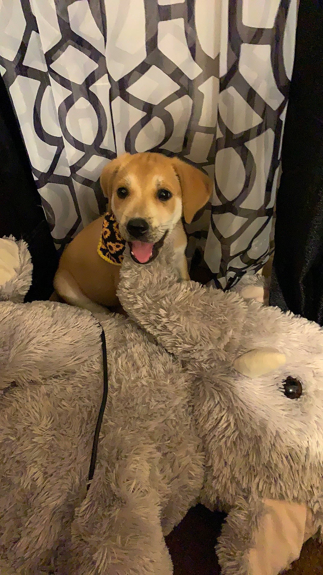 Lilah joined the competition — help win amazing prizes! carnivore, chair, comfort, companion_dog, couch, dog, dog_breed, dog_supply, fawn, fur, linens, mammal, pet_supply, puppy_love, retriever, sitting, snout, sporting_group, toy_dog, whiskers