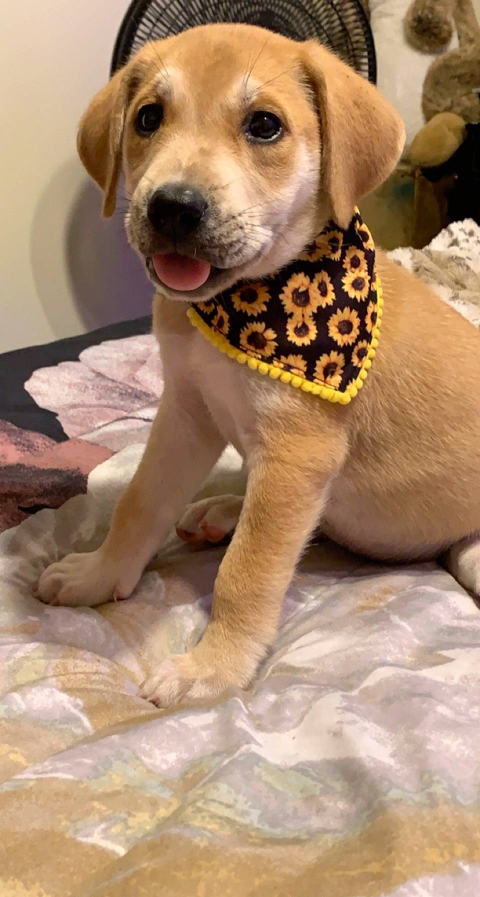 Lilah is registered to the contest to win money with this photo: carnivore, collar, companion_dog, dog, dog_breed, dog_collar, dog_supply, fawn, fur, leash, paw, pet_supply, snout, street_dog, tail, terrestrial_animal, water, whiskers, working_animal, working_dog