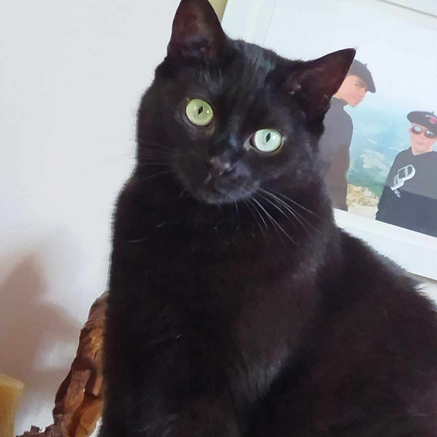 Toulouse a rejoint le concours — aidez-le/la à gagner de superbes lots ! animal, black_cat, cat, closeup, curious, domestic_cat, feline, frame, fur, green_eyes, head_tilt, household, indoor, mammal, pet, photograph, portrait, sitting, whiskers, wooden_surface