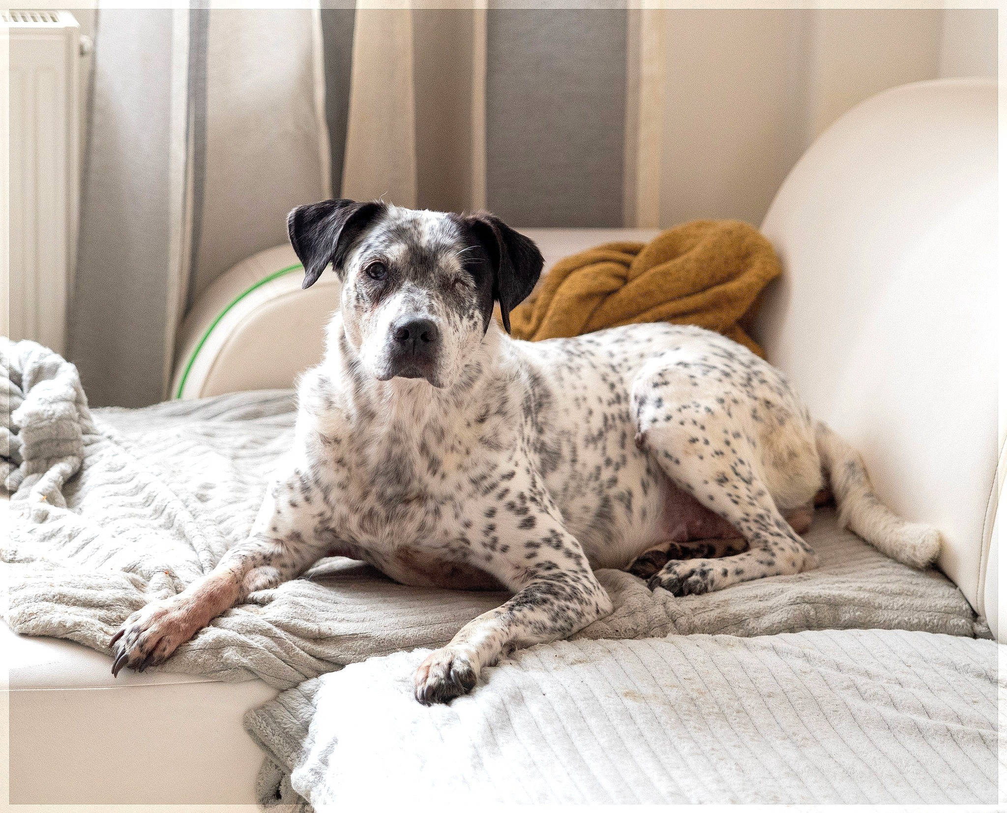 Farah a rejoint le concours — aidez-le/la à gagner de superbes lots ! bored, carnivore, comfort, companion_dog, couch, dog, dog_breed, flooring, great_dane, grey, linens, paw, rectangle, room, snout, studio_couch, terrestrial_animal, wood, working_animal, working_dog