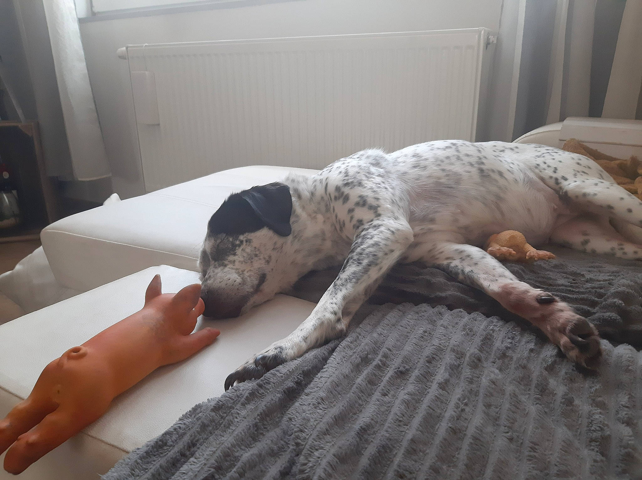 Farah participe au concours pour gagner de l'argent avec cette photo : bed, bedding, carnivore, comfort, companion_dog, couch, dog, dog_breed, fawn, felidae, floor, flooring, fur, hardwood, human_leg, linens, room, tail, toy, wood