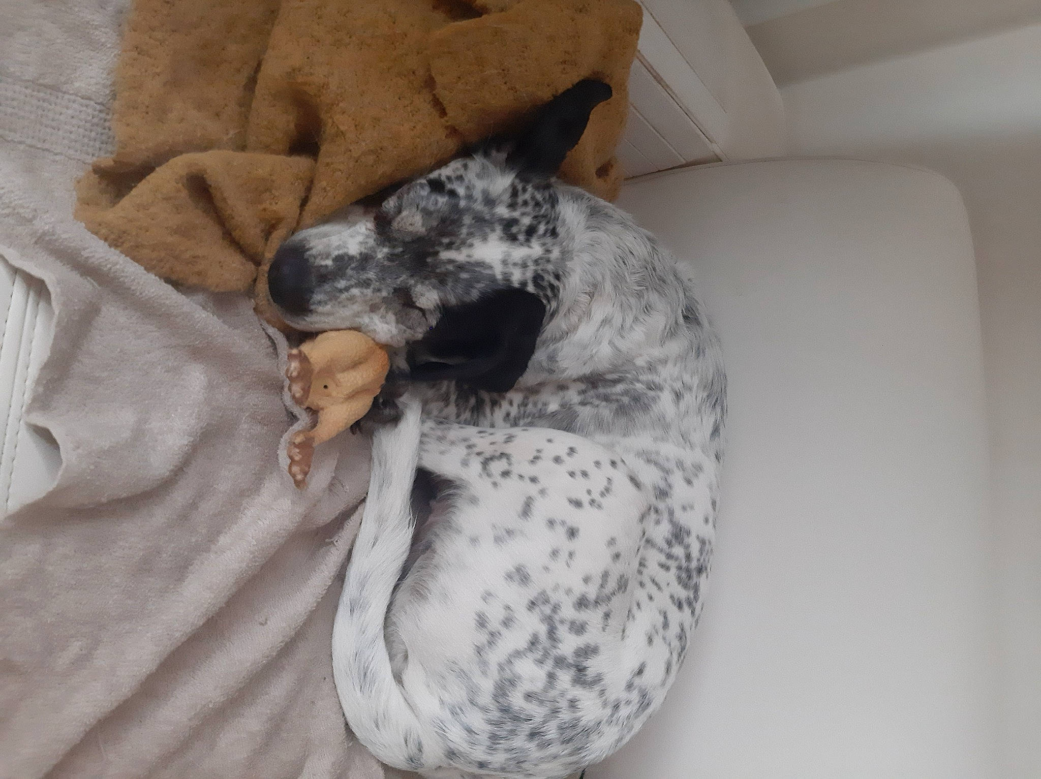 Farah participe au concours pour gagner de l'argent avec cette photo : carnivore, comfort, companion_dog, couch, dog, dog_bed, dog_breed, dog_supply, grey, guard_dog, linens, paw, sporting_group, tail, working_animal