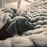 Rolo joined the competition — help win amazing prizes! puppy, dog, sleeping, blanket, knit_blanket, cozy, fleece, indoors, soft_texture, resting, pet, cute, animal, closeup, warm, comfort, peaceful, snuggled, fur, relaxation